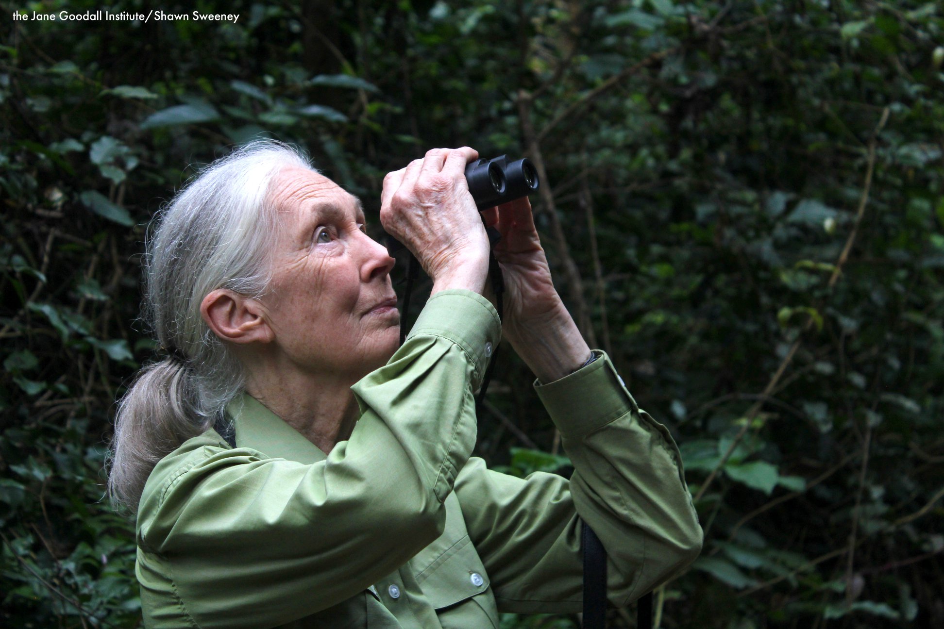 （圖／the Jane Goodall Institute ）